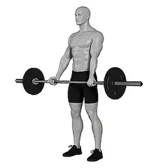 Barbell Curl demonstrated