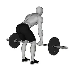 Barbell Bent Over Row demonstrated